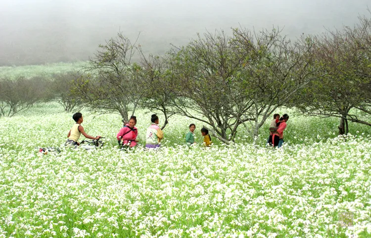 Lên Kế Hoạch Du Lịch Mùa Hoa